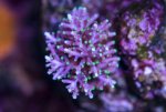 battle corals twighlight dragon.jpg