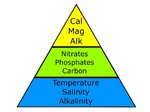 Coral Hierarchy Of Needs.JPG