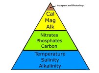 Coral Hierarchy Of Needs.jpg