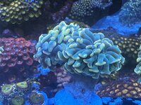 IMG_7163.jpeg