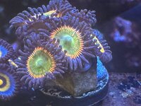 IMG_0117.jpeg