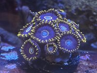 IMG_0111.jpeg
