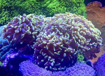 IMG_2551.jpeg