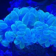 Saw_a_coral