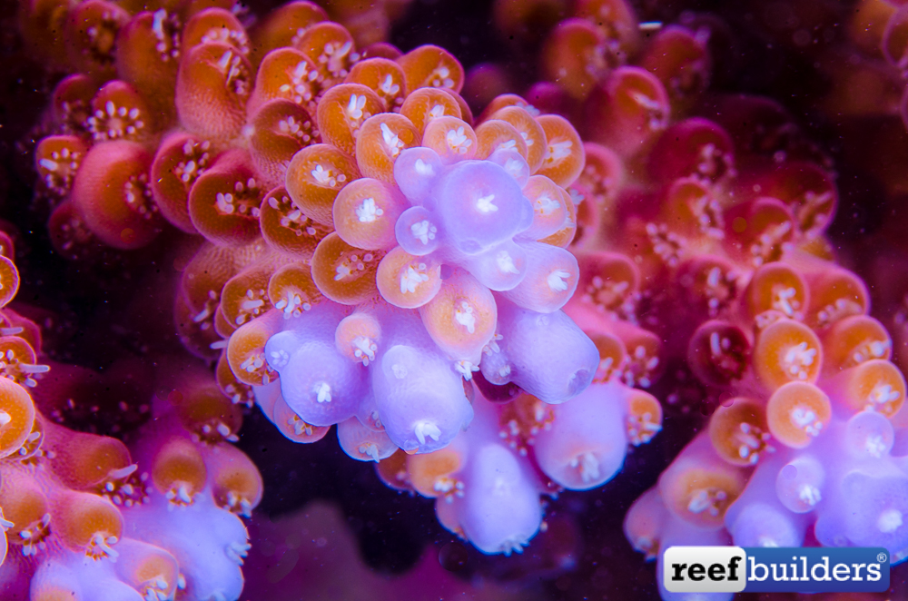 reefbuilders.com