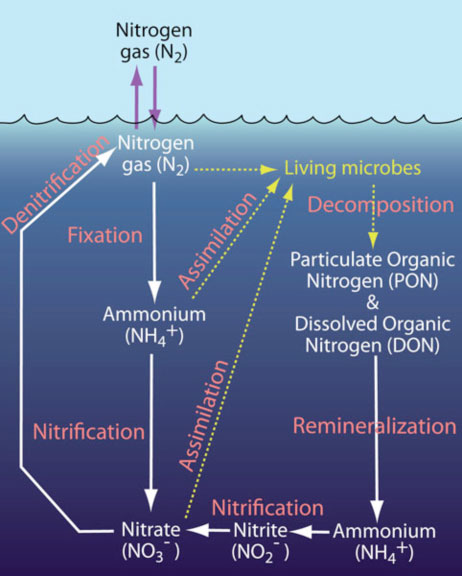 nitrogen_cycle_462px.jpg