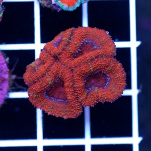Awesome Acan.jpg