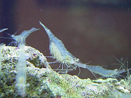 ghostshrimp.jpg